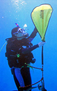 search-recovery-adventure-dive-placencia.jpg