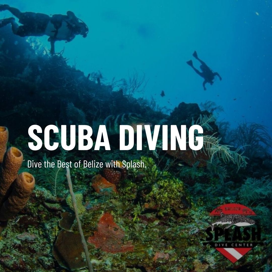 Scuba diver exploring vibrant coral reef underwater at Splash Dive Center