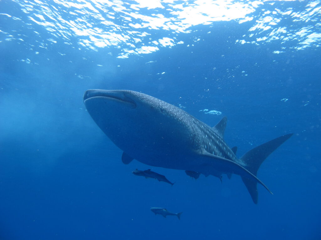 Large whale shark swimming underwater near coral reef with small fish around at Splash Dive Center