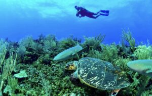 sea life photos showing both turtle and nurse shark.