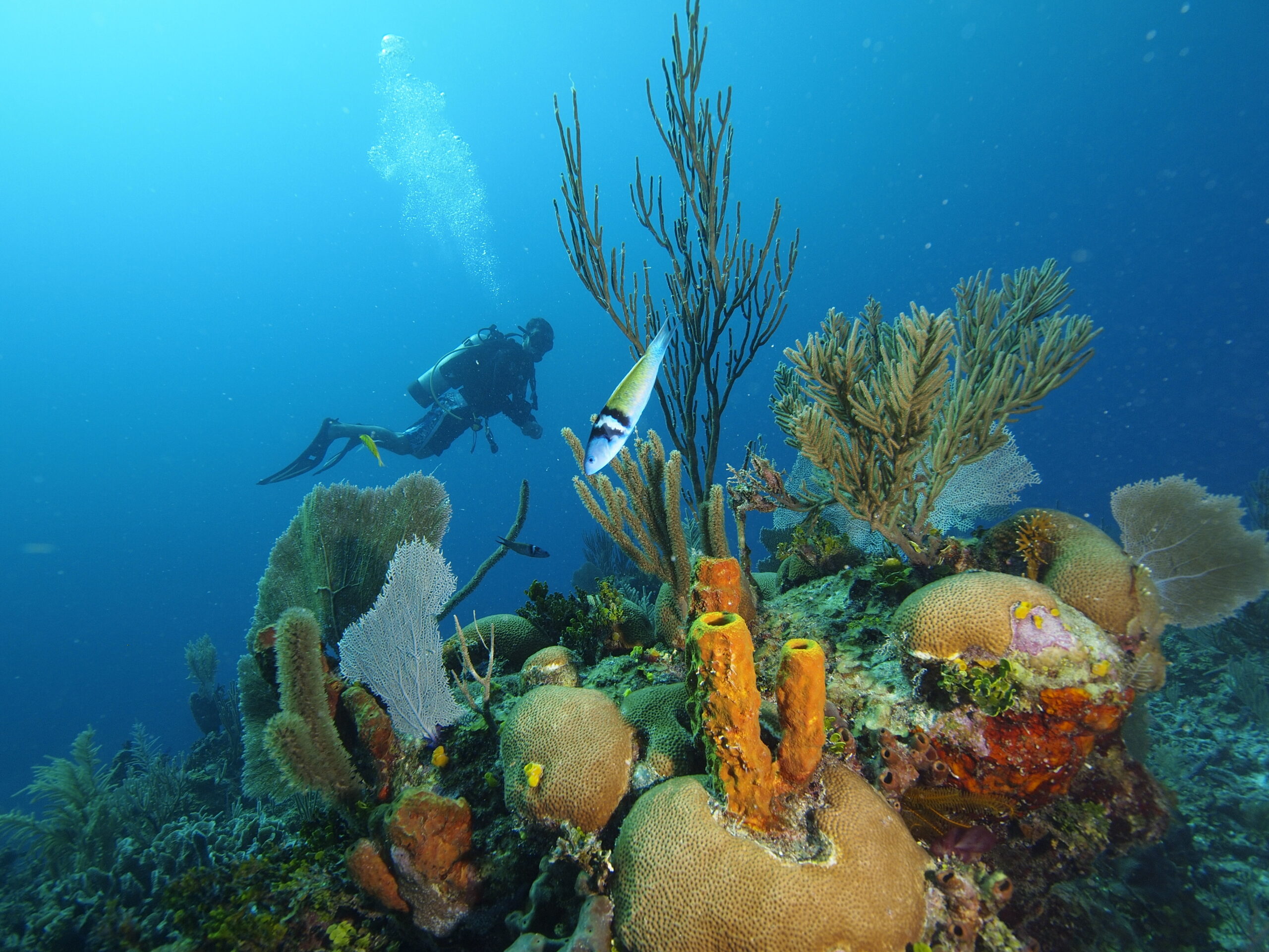 Scuba diving on the Belize Barrier Reef